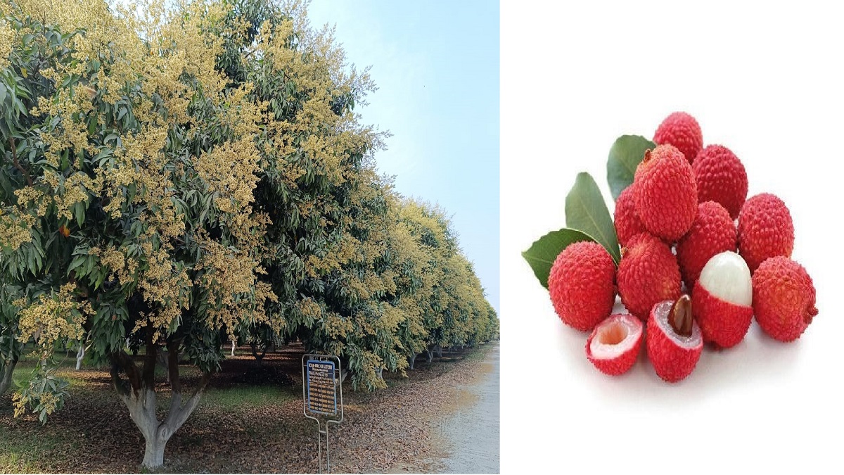 Muzaffarpur Litchi : मुजफ्फरपुर की लीची की विदेशों में बढ़ी डिमांड, दुबई से आया अबतक का सबसे ऑर्डर