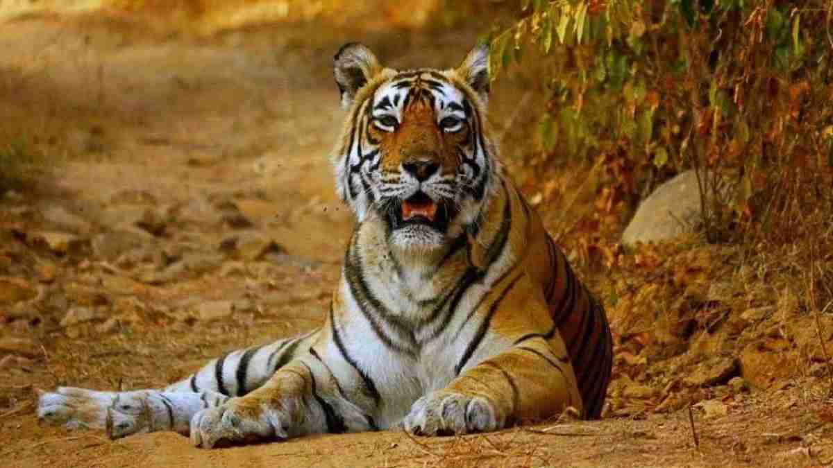 1 महीने बाद CG समेत 3 स्टेट की शान बढ़ाएंगे MP के टाइगर, जानिए इस राज्य से क्यों शपथ पत्र लेगी सरकार?