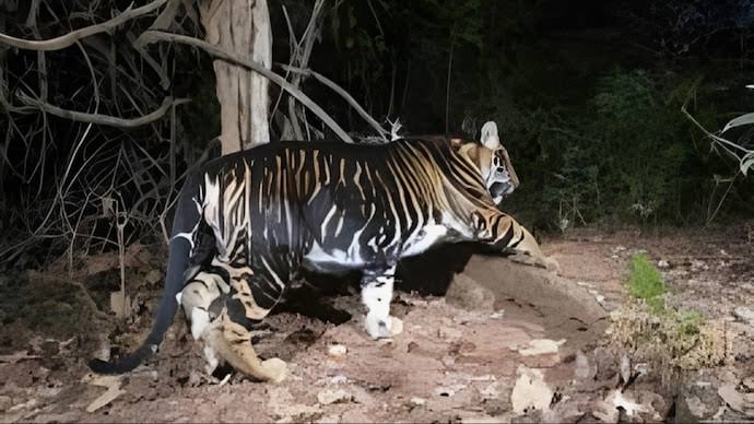 ओडिशा : मयूरभंज के गांव में घुसे दुर्लभ मेलेनिस्टिक बाघ, किए मवेशियों और बकरी का शिकार