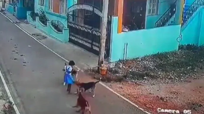 जालंधर में आवारा कुत्तों का आतंक… 6 साल के मासूम पर हमला, घटना CCTV में कैद
