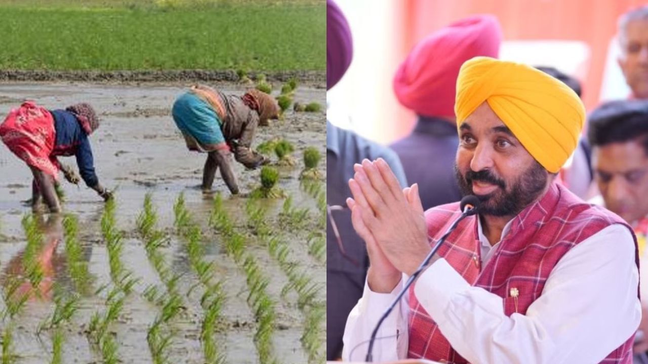 पंजाब में 1 जून से शुरू होगी धान की रोपाई, मान सरकार ने राज्य को तीन ज़ोन में बांटा
