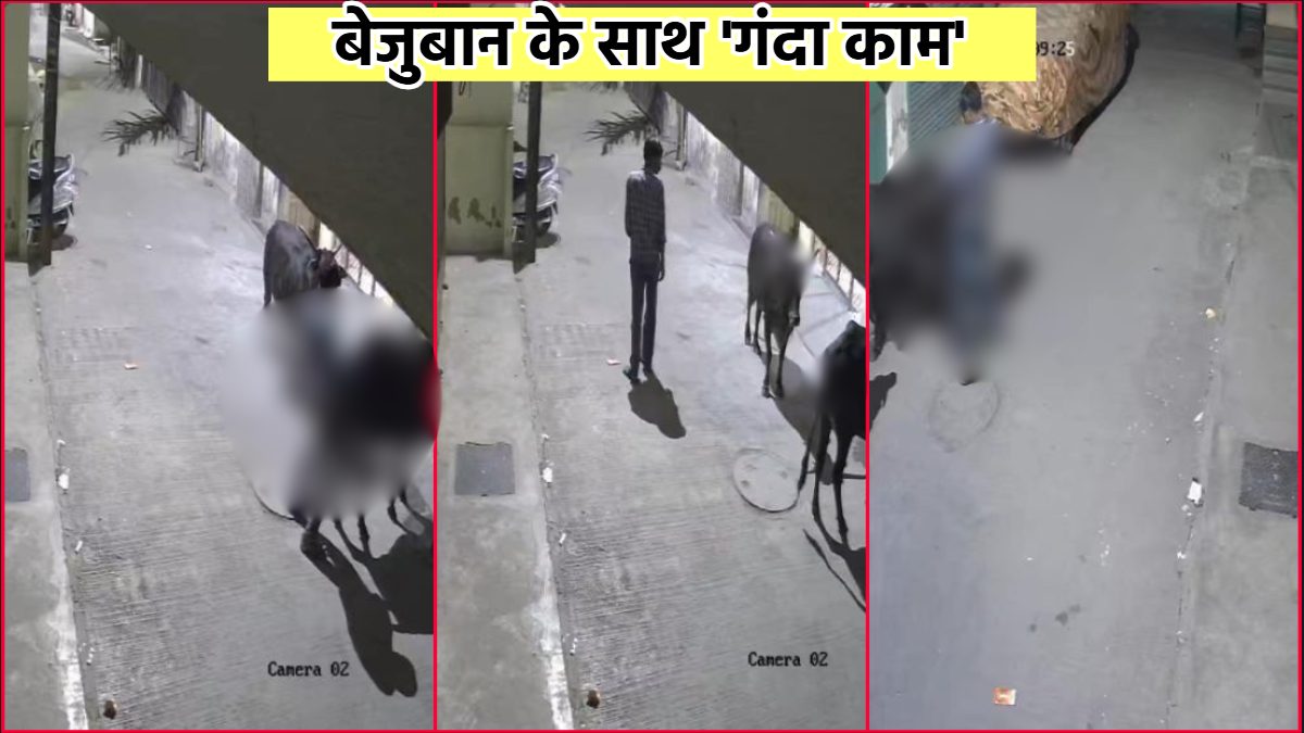 गाय के साथ अननेचुरल सेक्स: इंसान तो छोड़िए, इस दरिंदें ने जानवर को भी नहीं छोड़ा, युवक का घिनौना कुकर्म CCTV कैमरे में कैद