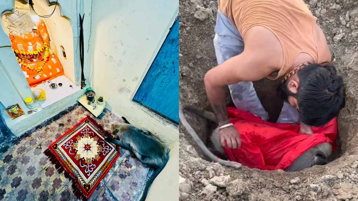 बंदर ने मां बिजासन देवी को किया प्रणाम, मंदिर में दर्शन के बाद तोड़ दिया दम, पुजारी ने किया अंतिम संस्कार, VIDEO