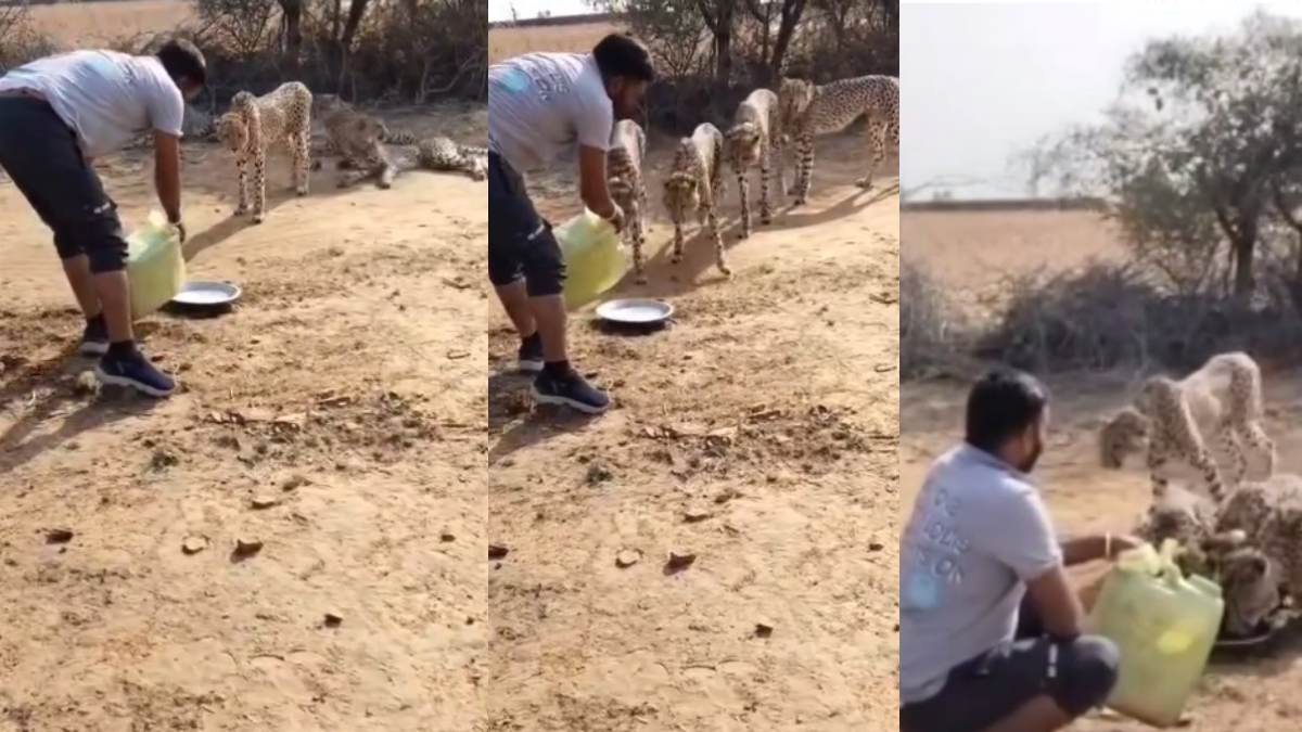 चीता भी पीता हैः कूनो नेशनल पार्क से वायरल हुआ ‘खूबसूरत’ Video