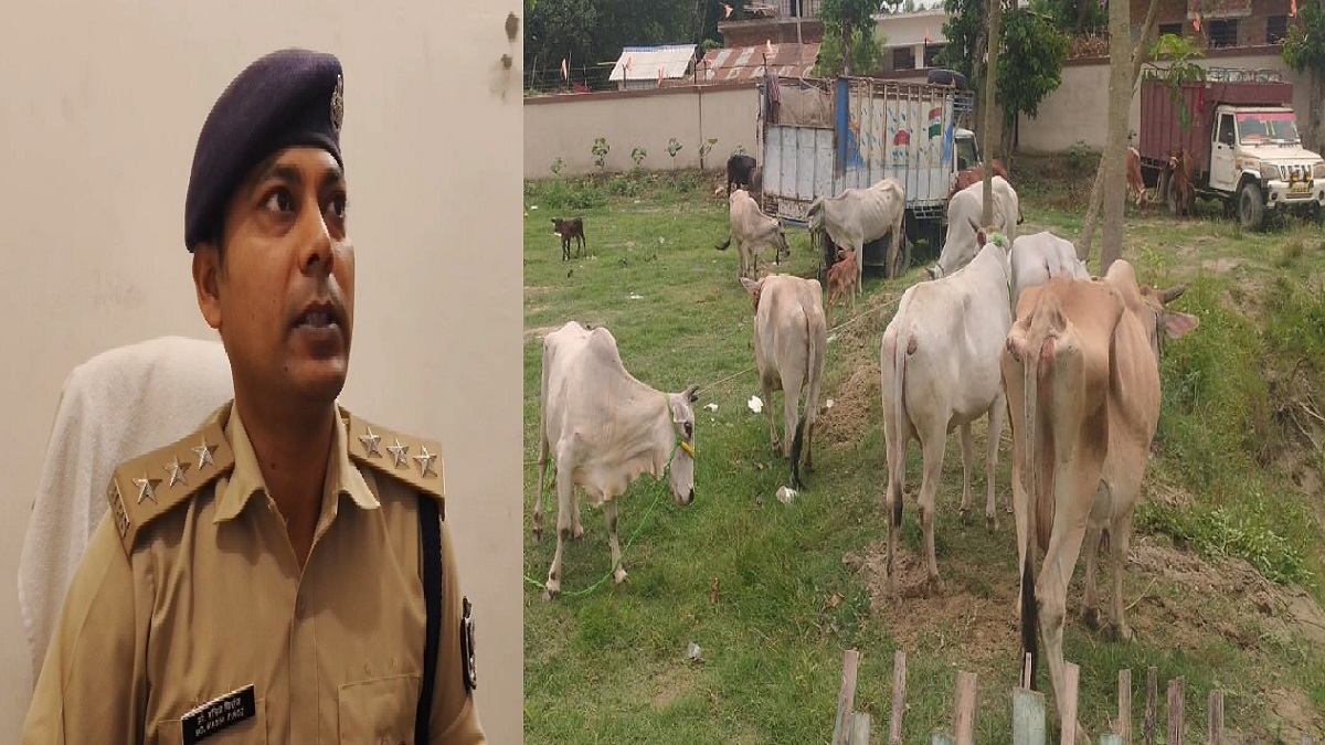 कटिहार पुलिस को मिली बड़ी सफलता, गांव के रास्ते तस्करी के लिए बंगाल भेजे जा रहे मवेशियों से भरे 3 पिकअप को पकड़ा, दो आरोपी गिरफ्तार