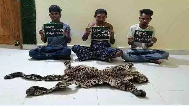 नयागढ़ : तेंदुए के शिकार के आरोप में तीन लोग गिरफ्तार, खाल और हथियार जब्त