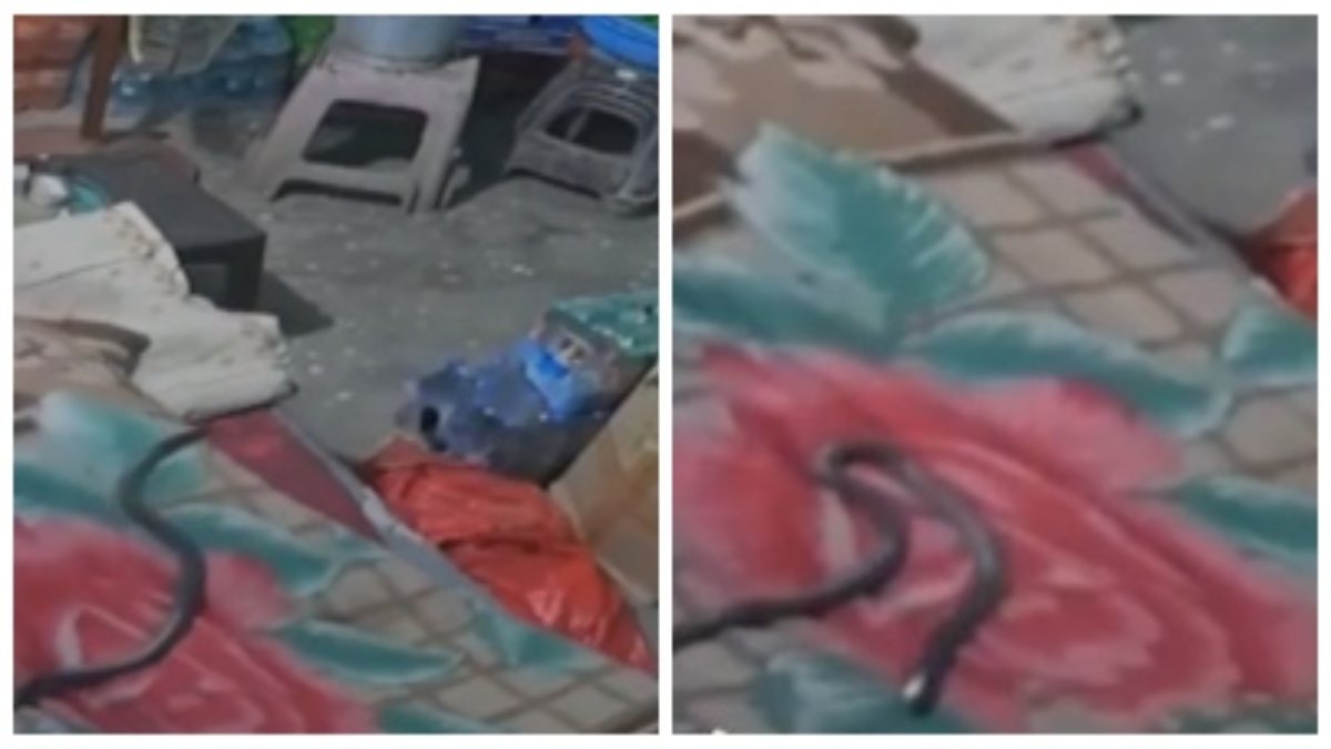 चादर ओढ़कर आराम से सो रहा था युवक, ऊपर रेंग रहा था जहरीला सांप, CCTV में कैद हुआ मौत का खौफनाक  मंजर 