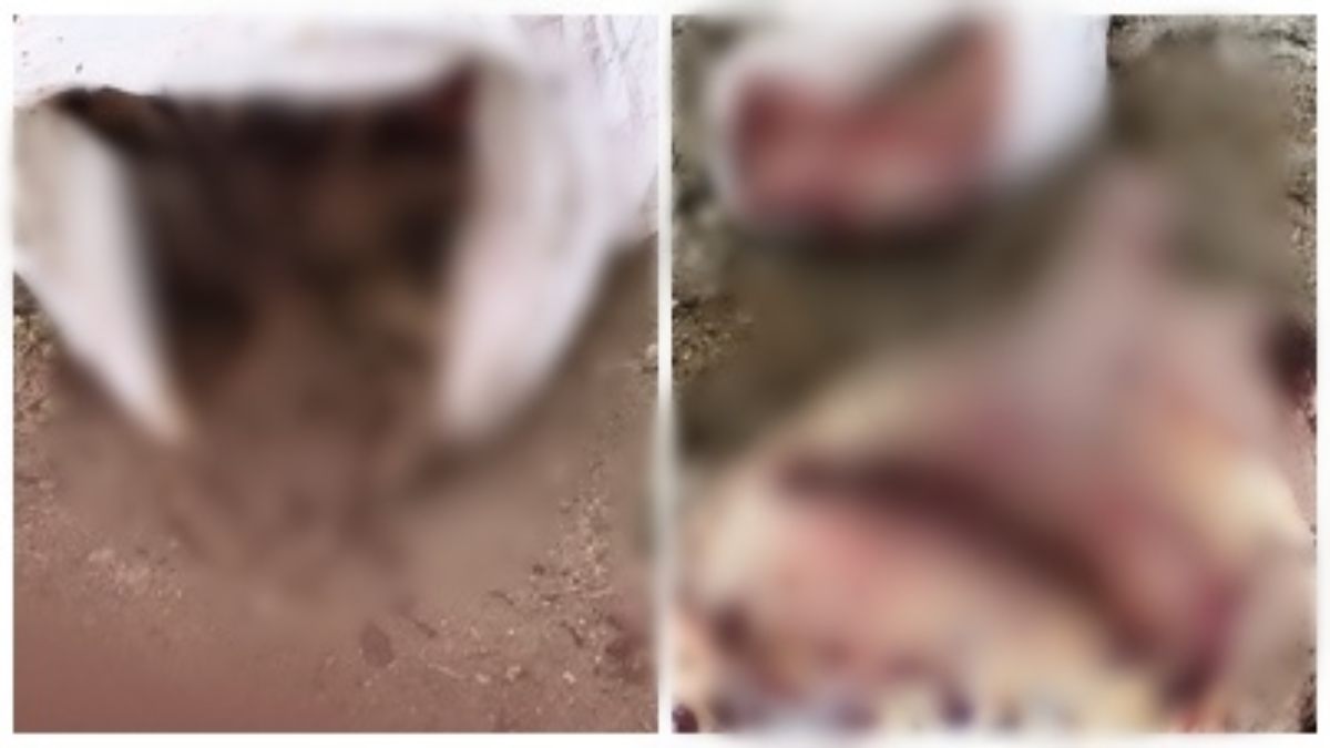भोपाल के करोंद क्षेत्र में गौ हत्या: बड़ी मात्रा में मिला मांस, मौके पर पहुंचा हिंदू संगठन, जबरदस्त विरोध शुरू