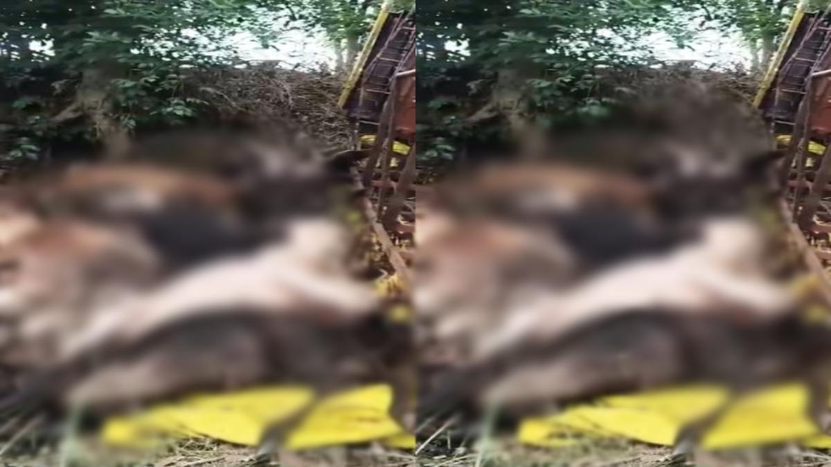 गौवंश से भरा ट्रक पलटा, 20 गायों की मौत: ड्राइवर और क्लीनर फरार, जीवित मवेशियों को भिजवाया गौशाला