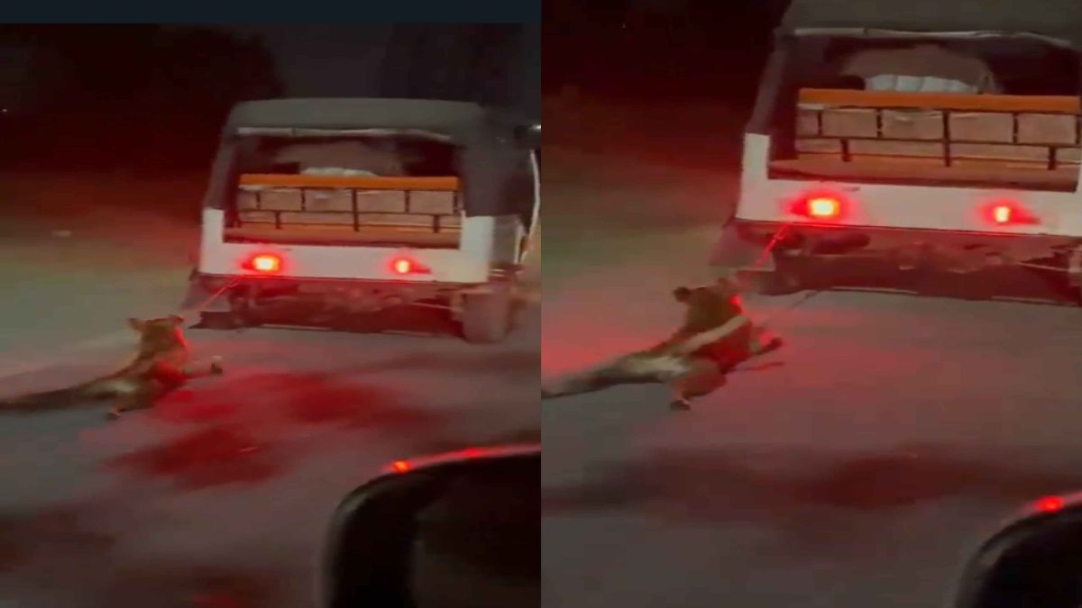 क्रूरता के हदें पार! कुत्ते को ऑटो में बांधकर घसीटा, ड्राइवर गिरफ्तार, VIDEO देख खौल उठेगा खून