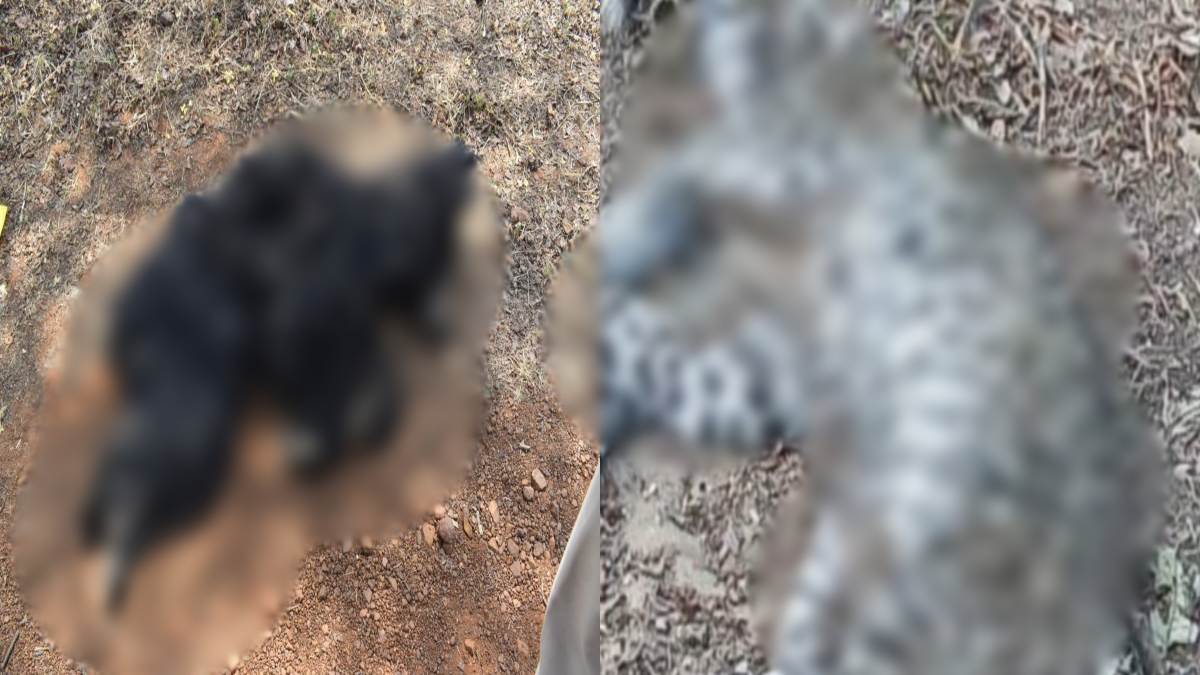 पन्ना टाइगर रिजर्व में एक सप्ताह में 2 वन्य प्राणियों की मौतः तेंदुए के बाद भालू ने भी तोड़ा दम, डॉक्टरों ने बताई ये वजह