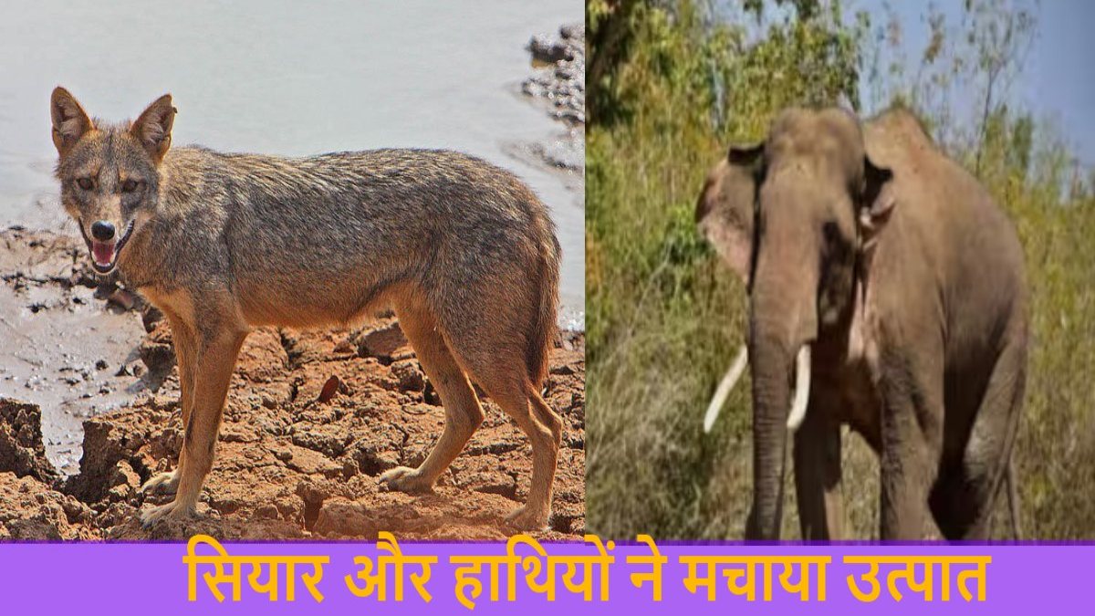 छत्तीसगढ़ : ग्रामीणों पर सियार का हमला, 5 लोग घायल, इधर हाथियों के दल ने घर तोड़कर खाया अनाज