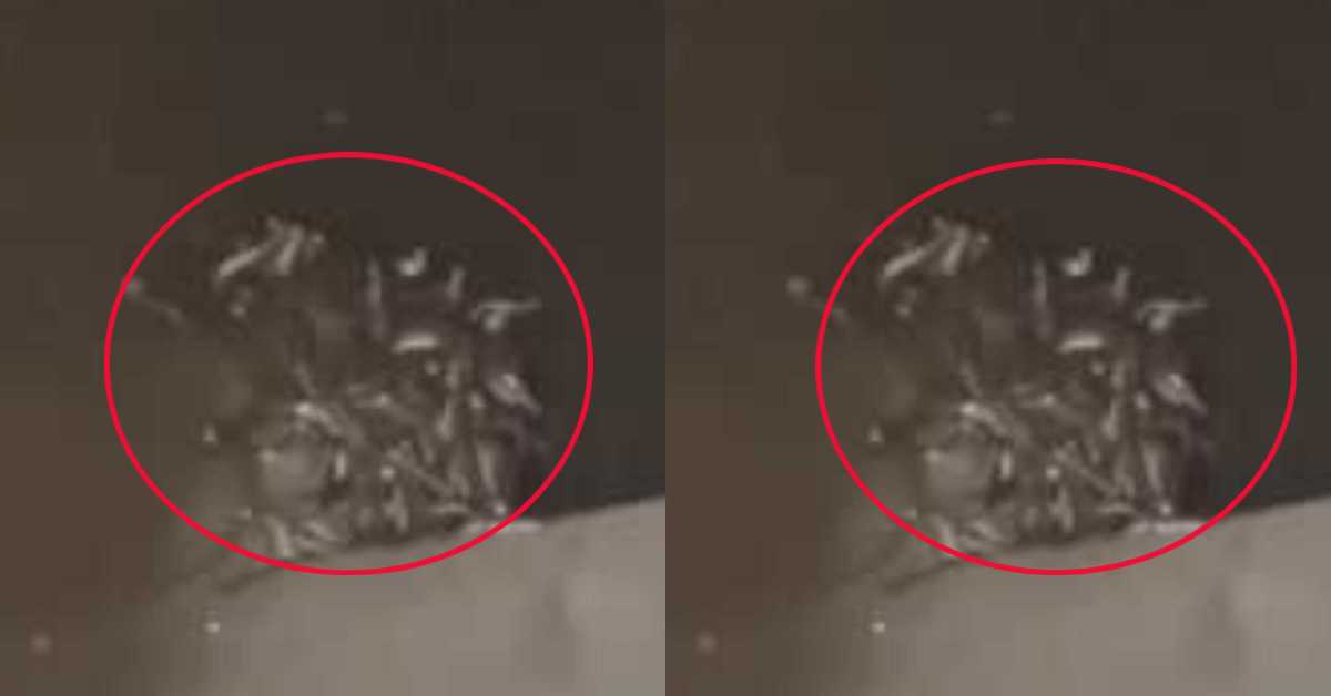 ये इंसान का घर है या सांपों का! नवनिर्मित मकान में दिखे 70-80 सांप, VIDEO देखकर मुंह को आ जाएगा कलेजा