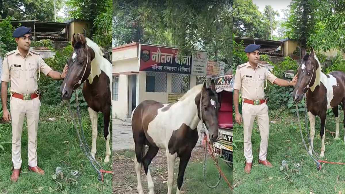 मने गजबे है… घोड़े ने कर दिया ऐसा बड़ा कांड, पुलिस ने किया गिरफ्तार, देखें VIDEO