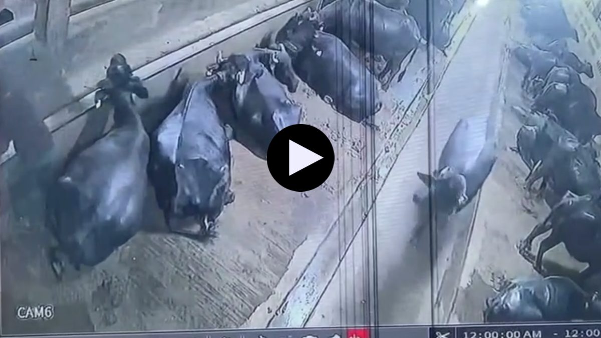 भैंस ने बुजुर्ग को मार डाला: पैरों से कुचलकर ले ली जान, मौत का CCTV फुटेज आया सामने