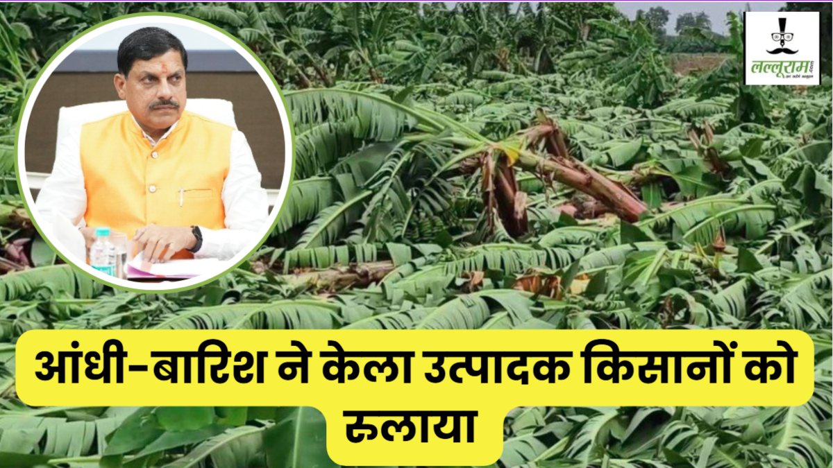 बुरहानपुर में आंधी-बारिश से केले की फसल तबाह: CM डॉ मोहन ने सर्वे के निर्देश, कहा- केला उत्पादक किसानों के साथ खड़ी है सरकार 