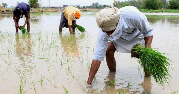NGT ने दी मंजूरी, 1 जून से शुरू होगी धान की रोपाई, कानूनी बाधा हटी