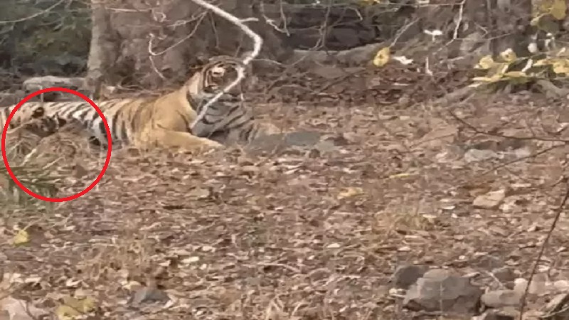 Rajasthan News: रणथंभौर में बाघों की संख्या में फिर इजाफा: बाघिन टी-111 ‘शक्ति’ ने दो शावकों को दिया जन्म