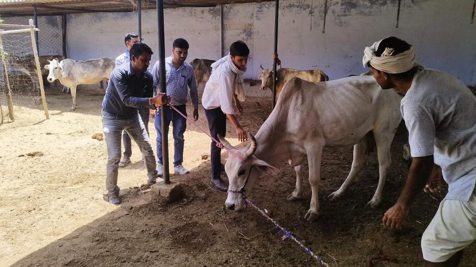 Rajasthan News: राजस्थान में 1100 पशु चिकित्सा अधिकारियों की भर्ती, पांच साल बाद खुला सुनहरा अवसर
