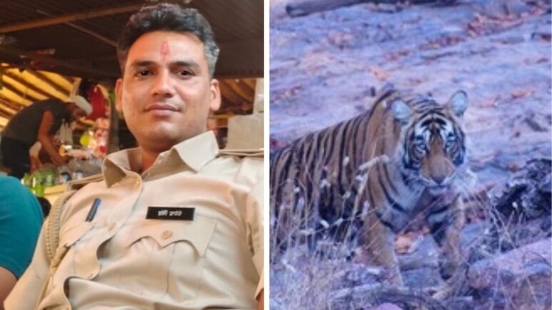 Rajasthan News: रणथंभौर टाइगर अटैक; बाघ के हमले में वनकर्मी की मौत, एक महीने में दूसरी जान गई