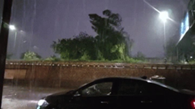 Rajasthan Weather Update: राजस्थान में तूफानी बारिश का कहर: पेड़ गिरे, बिजली बाधित, सड़क यातायात प्रभावित; 14 जिलों में अलर्ट