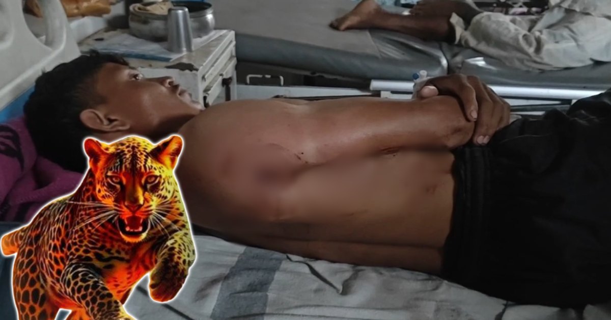 STR में बाघ ने फॉरेस्ट चौकीदार पर किया अटैक: रात में कैंप के बाहर मोबाइल पर कर रहा था बात, अचानक आया टाइगर और फिर…