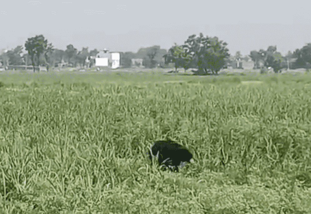 Bihar News: बगहा के रिहायशी इलाके में दिखा जंगली भालू, इलाके में मची अफरा-तफरी 