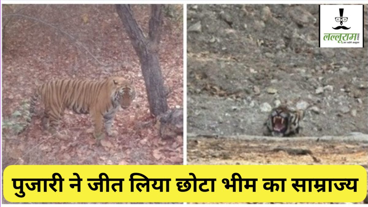 Bandhavgarh Tiger Reserve: छोटा भीम के इलाके में ‘पुजारी’ का कब्जा, बाघिन ‘तारा’ का भी मिला प्यार, दो बाघों में चल रही थी वर्चस्व की लड़ाई 