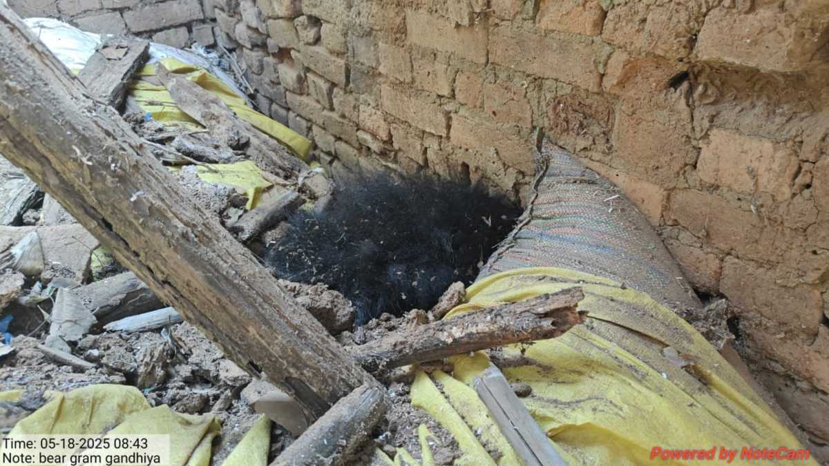 भालू ने मचाया गांव में आतंकः वन विभाग ने किया रोमांचक रेस्क्यू, ग्रामीणों ने ली राहत की सांस