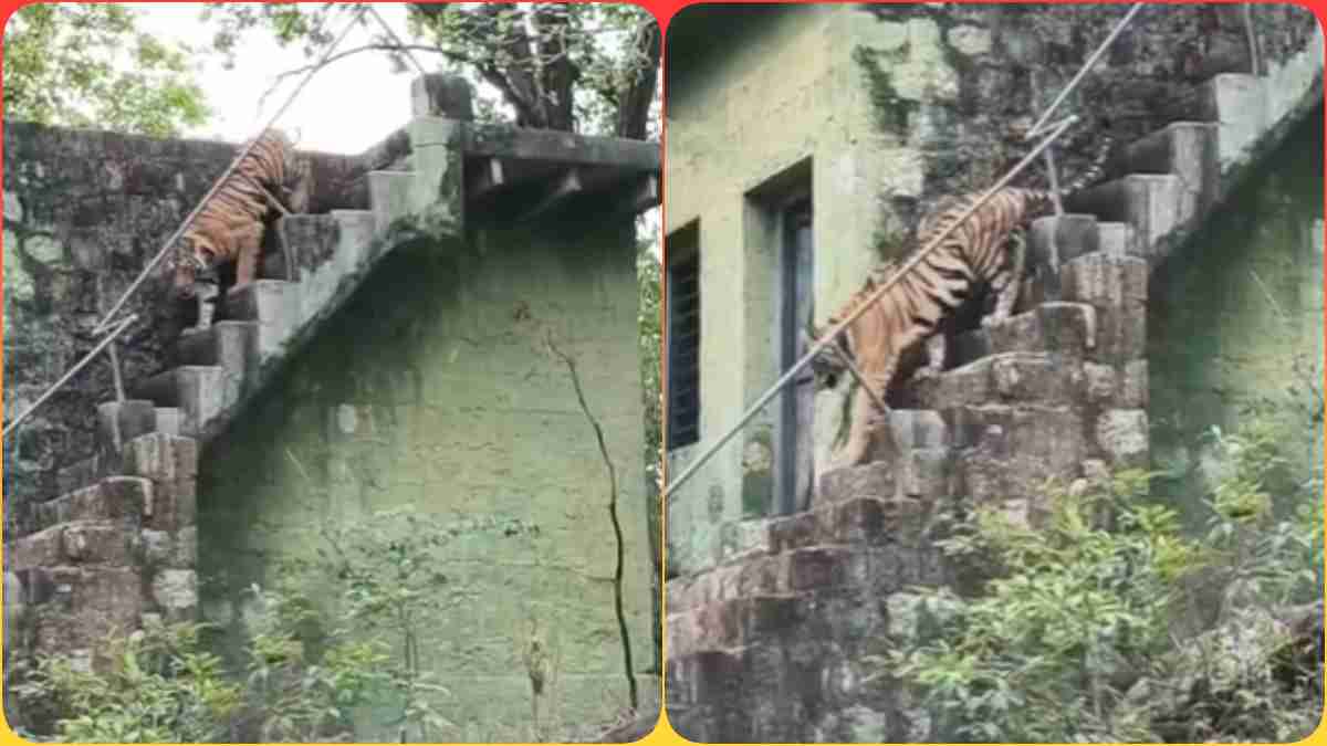 वॉच टावर पर चढ़ गया बाघ: जंगल की निगरानी करने के बाद सीढियों से उतरा नीचे, देखें Video