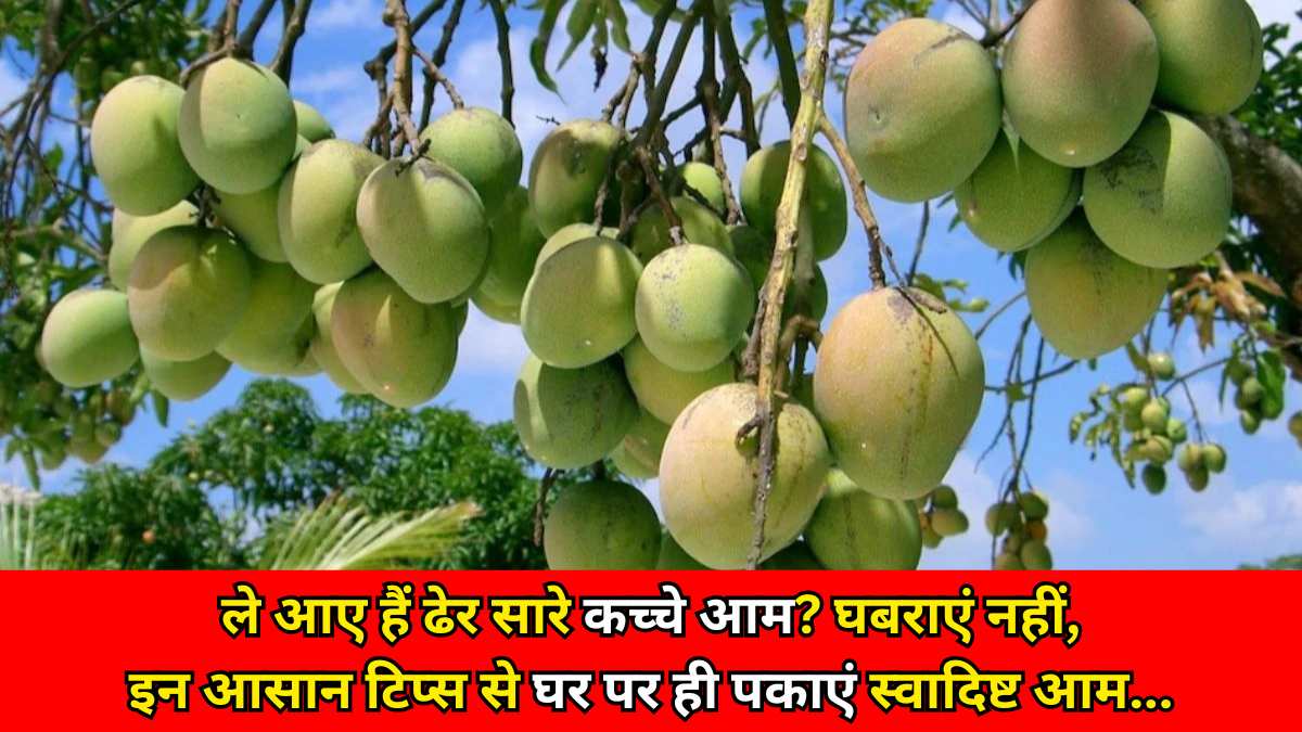 ले आए हैं ढेर सारे कच्चे आम? घबराएं नहीं, इन आसान टिप्स से घर पर ही पकाएं स्वादिष्ट आम…