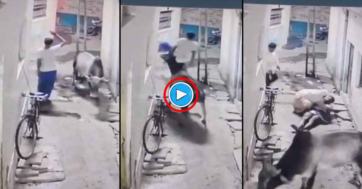 सकरी गली में सांड का तांडव: बनियान-लुंगी पहन खड़े बुजुर्ग पर किया अटैक, सीगों से उठाया और फिर जमीन पर दे पटका, VIDEO देख रह जाएंगे दंग