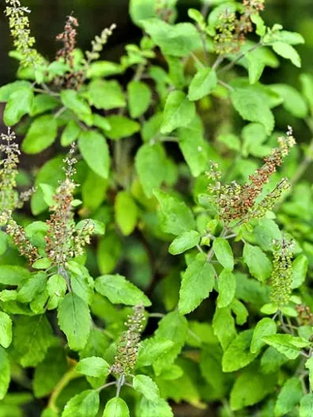 Health Tips: जानिये  Tulsi के पत्ते के फायदे, पथरी, डायबिटीज और पेट की इन बीमारियों से बचे