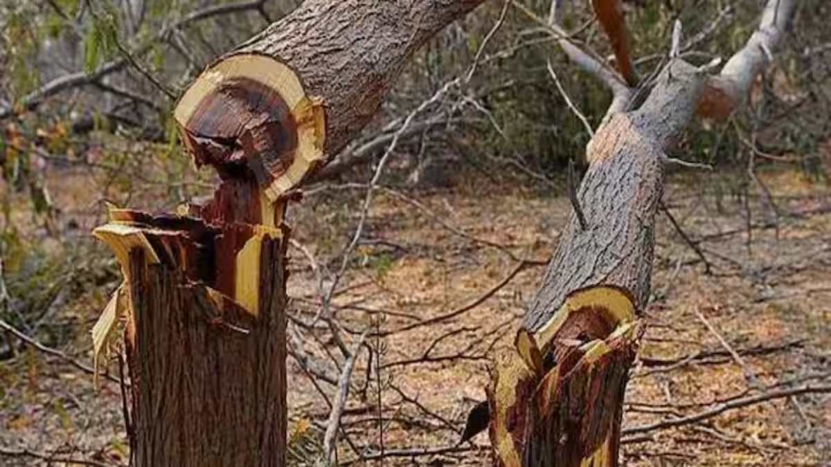 NGT का बड़ा फैसला: केंद्रीय साधिकार समिति की मंजूरी के बाद काटे जा सकेंगे पेड़, कटाई पहले होगी जियो टैगिंग