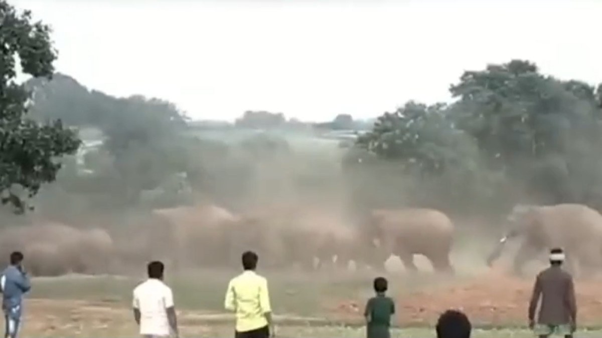 तेंदूपत्ता तोड़ने गए ग्रामीणों पर हाथियों का हमलाः एक की मौके पर ही मौत, एक गंभीर, वन विभाग ने बढ़ाई गश्त