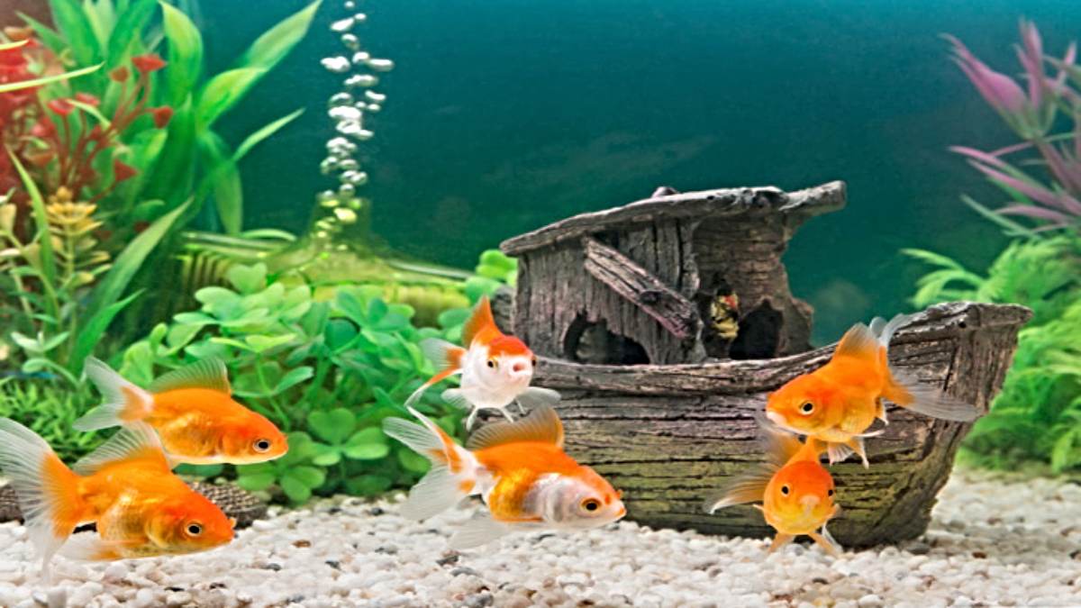 घर में मछली पालने से दूर होंगे वास्तु दोष और ग्रहों के प्रभाव, लेकिन इन बातों का रखें ध्यान…