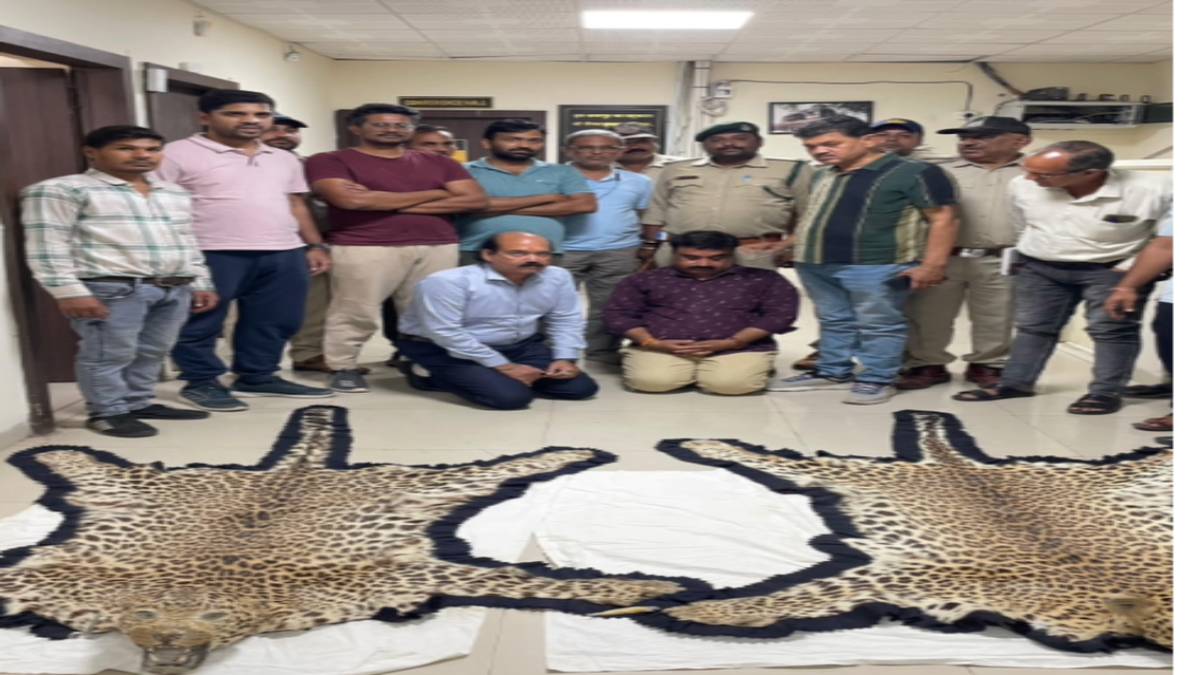 वन्य जीव तस्करी का खुलासाः होटल से तेंदुए की दो खाल और सूअर दांत बरामद, दो आरोपी गिरफ्तार