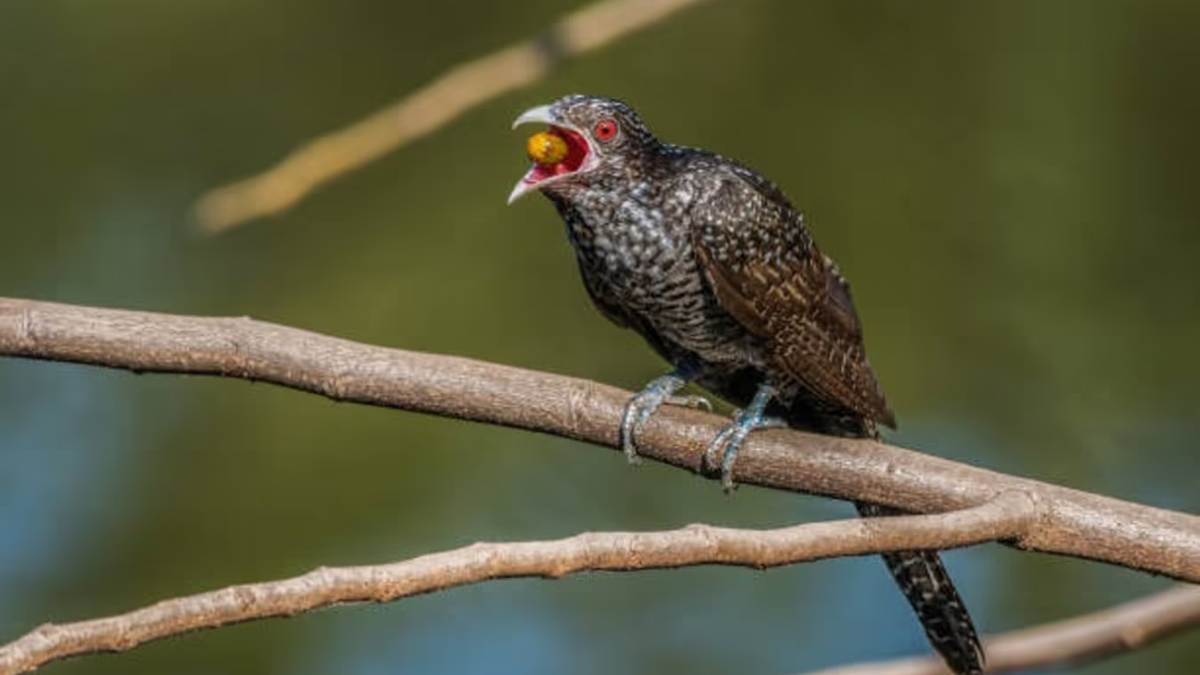 लोक मान्यता: गर्मियों में कोयल का कूकना करता है कुछ ज्योतिषीय संकेतों की ओर इशारा…