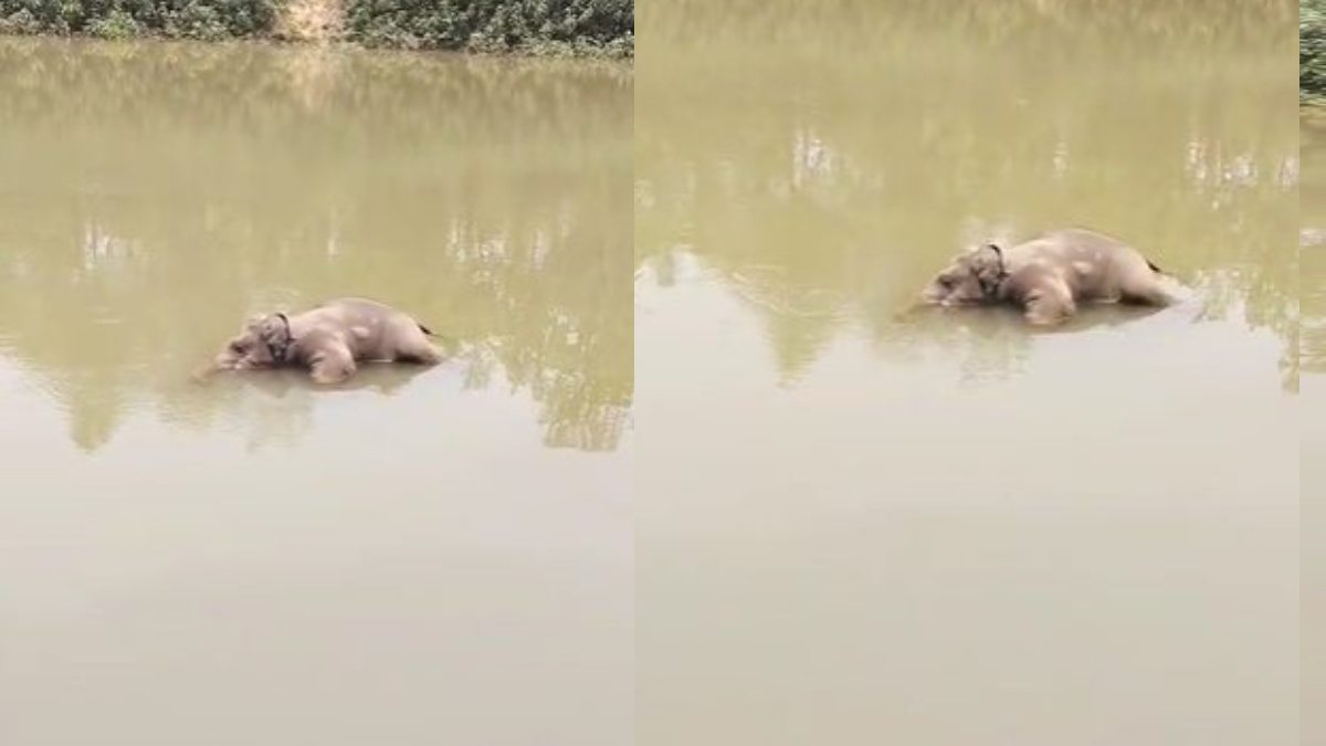 छत्तीसगढ़ : नाले में डूबने से नन्हे हाथी की मौत, मचा हड़कंप, जांच में जुटा वन विभाग