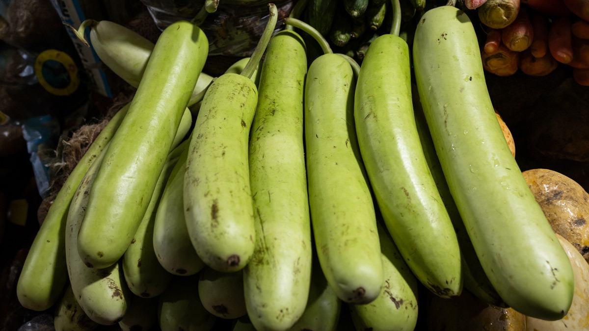 लौकी खरीदने से पहले रखें इन बातों का ख्याल, हमेशा मिलेगी ताजा और अच्छी लौकी…