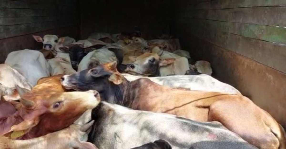 ‘बाबा’ राज में बदमाश बेखौफ! पशु तस्करों ने पुलिसकर्मी को रौंदा, फिर मुठभेड़ में 1 को किया तस्कर ढेर, 2 घायल