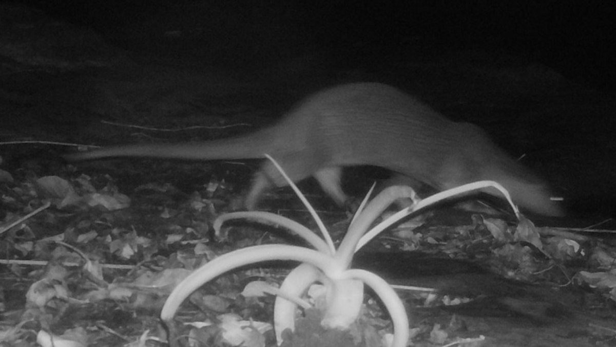 छत्तीसगढ़ में यूरेशियन ऊदबिलाव की पहली बार पुष्टि, उदंती-सीतानदी टाइगर रिजर्व के कैमरे में हुआ कैद