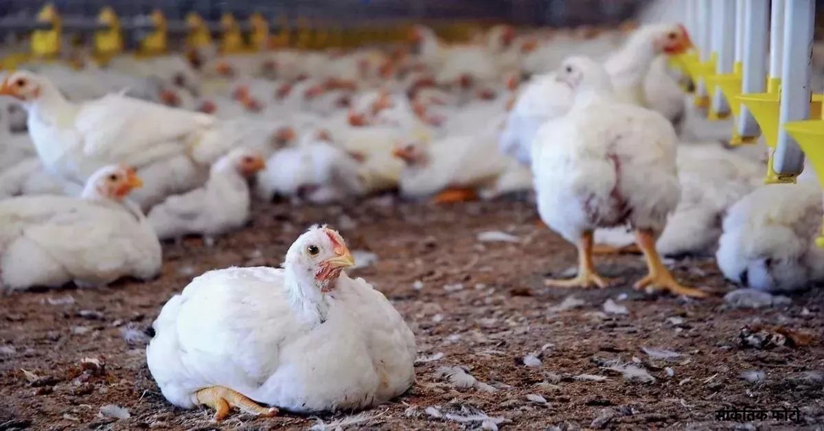 Bird Flu को लकेर प्रदेश में एडवाइजरी जारी, अलर्ट मोड पर प्रशासन, पोल्ट्री फार्मों में बढ़ाई गई निगरानी