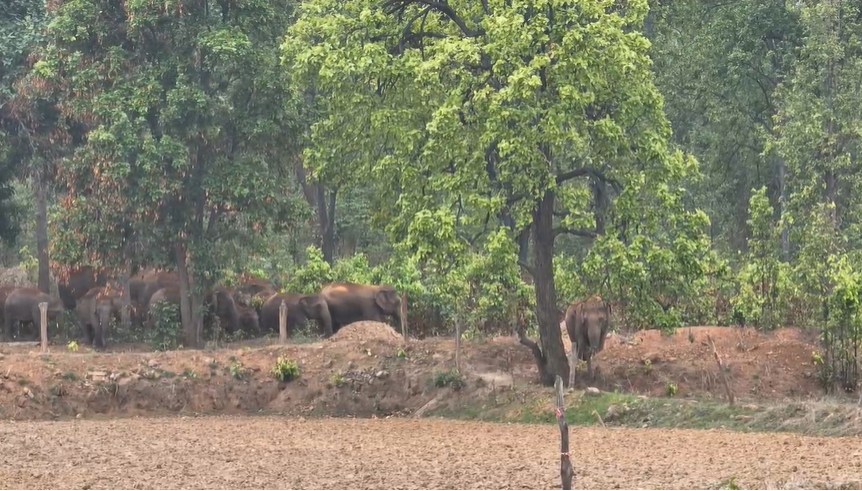 Video : ग्रामीण क्षेत्रों में हाथियों के बड़े दल के विचरण से लोगों में दहशत, वन विभाग ने सतर्क रहने की हिदायत