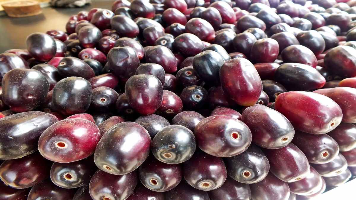 Benefits of Jamun : अब बाजार में आने लगे हैं जामुन, यहां जानें इसके फायदे …