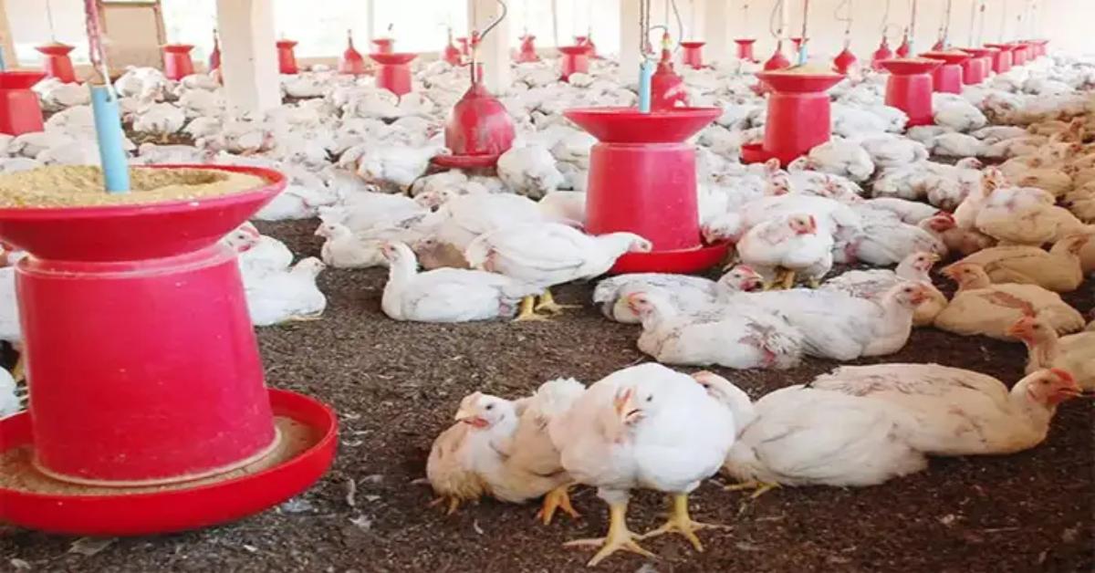 गोरखपुर में बढ़ा बर्ड फ्लू का खतरा : 21 दिनों के लिए चिकन दुकानें बंद, 5 जानवरों की मौत के बाद मचा हड़कंप
