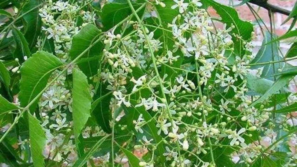 Neem Flowers Health Benefits