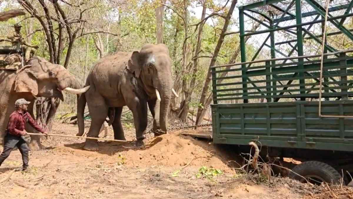 Elephant Rescue Video : 3 लोगों की जान लेने वाले जंगली हाथी का रेस्क्यू, इतने गजराज की ली गई मदद