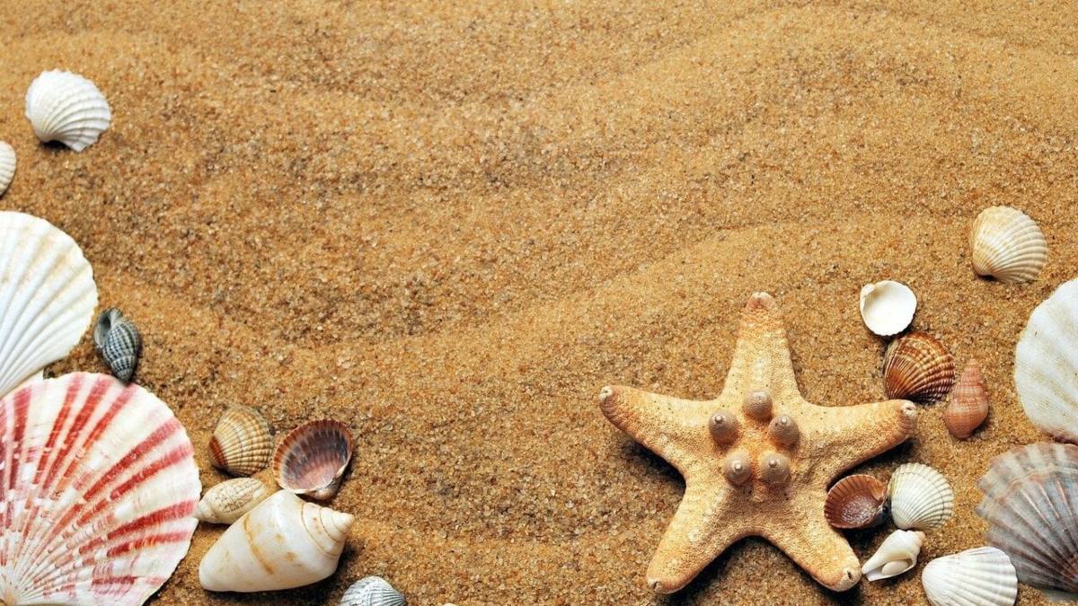 Sea ​Shell’s Negetive Impact: सीपियां घर लाने की ना करें गलती, जानिए इसके पीछे की चौंकाने वाली वजह…