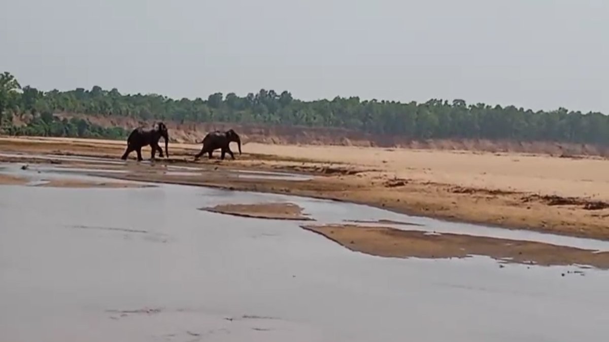 दो बिगड़ैल जंगली हाथी टाइगर रिजर्व रवानाः कुचलने से कल तीन ग्रामीणों की हुई थी मौत, CM ने मृतकों के परिजनों को 25- 25 लाख देने की घोषणा की